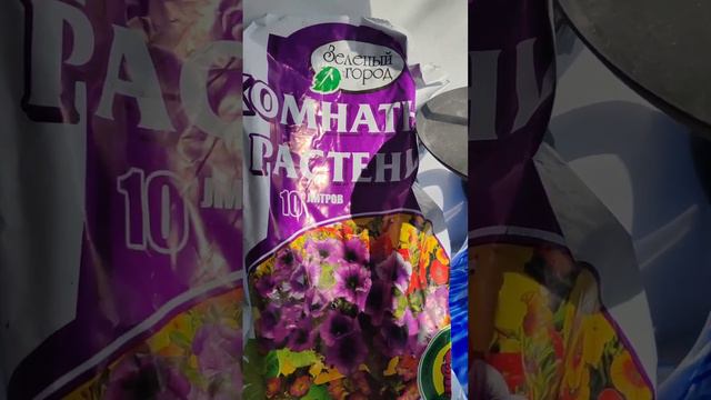 РАСПУСТИВШИЕСЯ РОЗЫ И БОЛЬНАЯ ФИАЛКА, УХОД ЗА КОМНАТНЫМИ РАСТЕНИЯМИ! АПЕЛЬСИНОВОЕ ДЕРЕВО🪴🌹#new смотреть онлайн