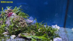 УДИВИТЕЛЬНЫЕ животные в Ленинградском ЗооПарке / Большая экскурсия по зоопарку Санкт-Петербурга 4К