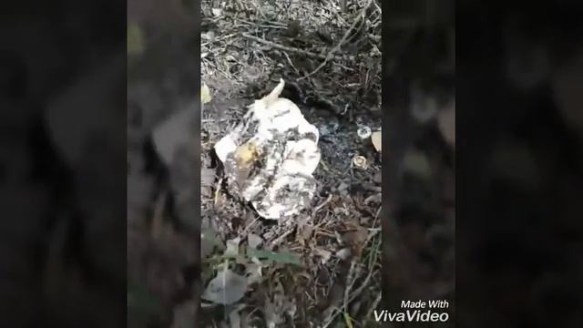 Собираем грибы в Сибирских лесах смотреть онлайн