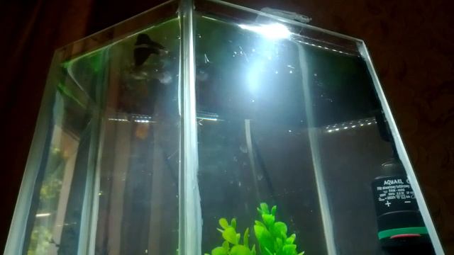 Кормление гуппи смотреть онлайн