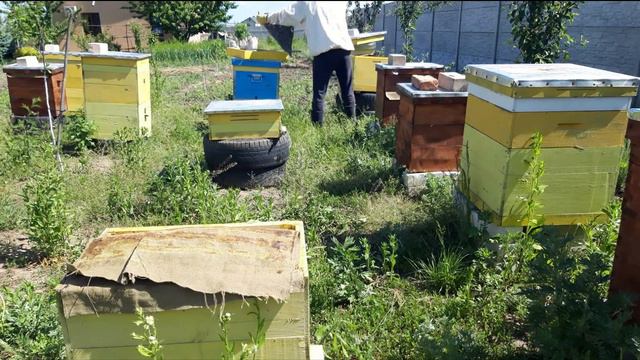 Усиливаем отводок пчёл. Анализируем какой отводок лучше. смотреть онлайн