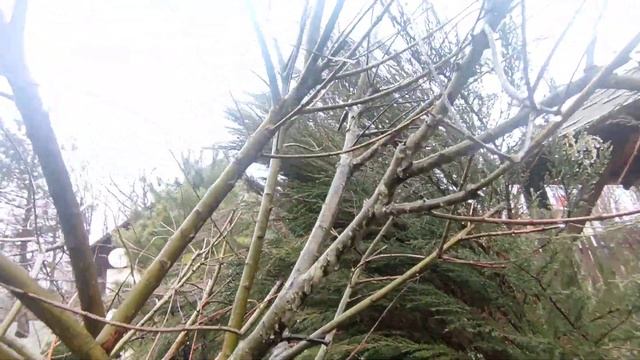 Как сформировать Иву Хакуро-Нишики смотреть онлайн