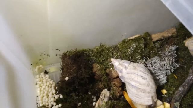 Улитка Ахатина отложила яйца/O caracol de Achatina pôs ovos/Eggs of the giant snail Achatina смотреть онлайн