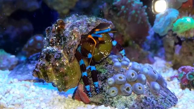 Синелапый рак отшельник смотреть онлайн