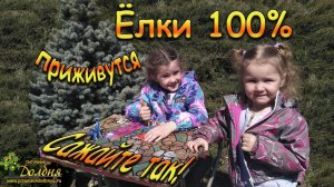 Ёлки 100% приживутся. Сажайте так!