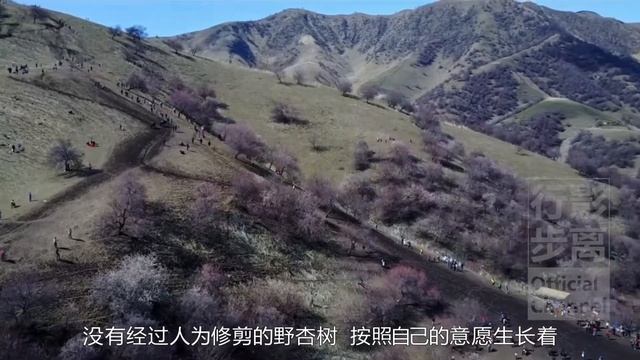 中國賞花絕美頂級目的地，3萬畝野杏花景美人少，最令歪果仁著迷，新疆伊犁杏花溝 смотреть онлайн