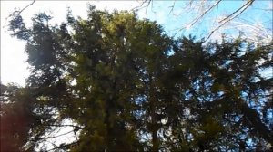 YuriLitvintsev-_Adding instruments to the Petersen family song and Fairy tale_.mp4