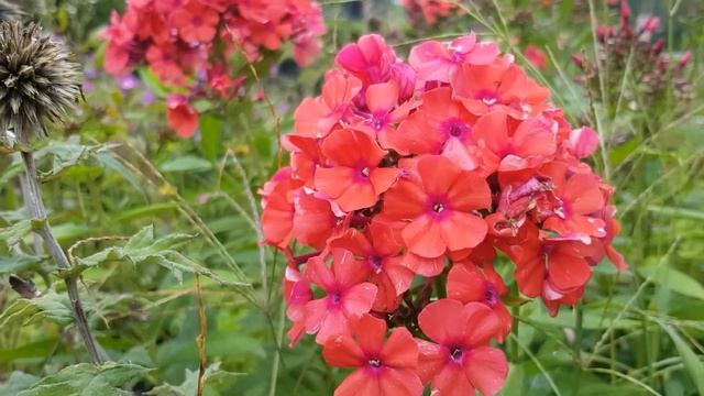 Phlox paniculata 'Starfire' смотреть онлайн