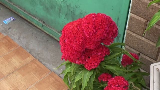 Máy quay phim Sony CX405 FUll HD 60P giá 3tr8 (ĐÃ BÁN) смотреть онлайн