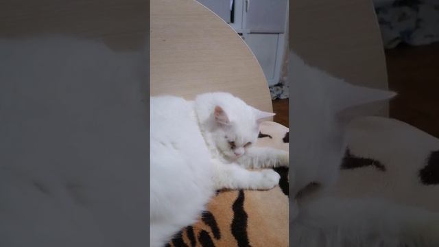 Котики/домашние питомцы