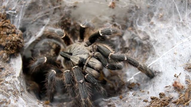 Ceratogyrus darlingi кормление самки паука птицееда смотреть онлайн
