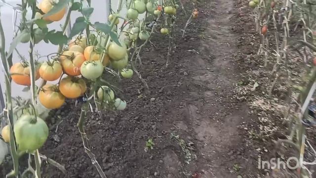 Какие сорта томатов в теплице оказались 