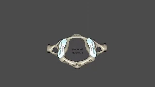 Нормальная анатомия первого шейного позвонка - Атлант, atlas смотреть онлайн