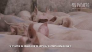 О работе оператора свинокомплекса на участках доращивания и откорма