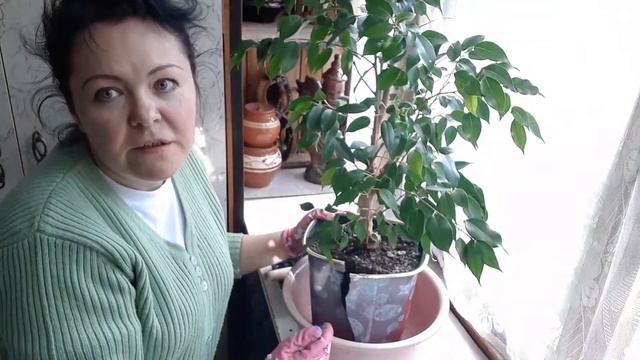 Фикус " Бинжамино" пересадка. смотреть онлайн