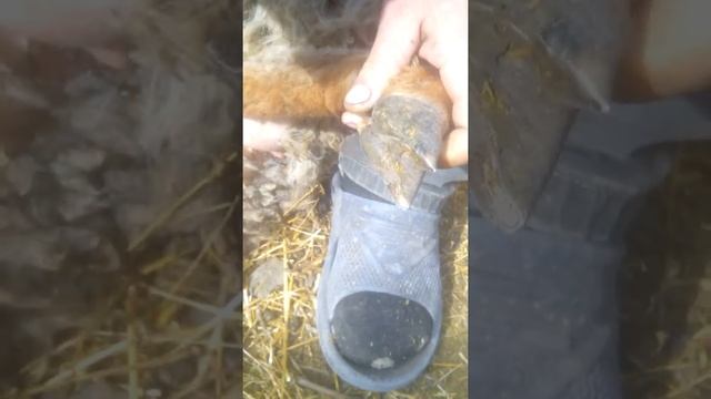 Обрезка чистка копыт овцы,козы смотреть онлайн