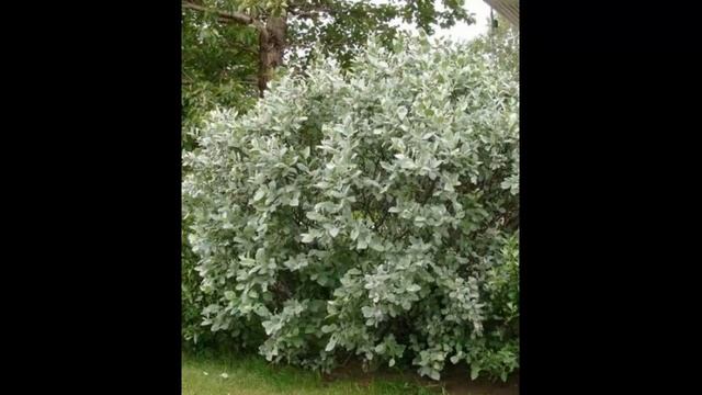 #Ива2 Лиственные #растения5 Декоративные растения смотреть онлайн