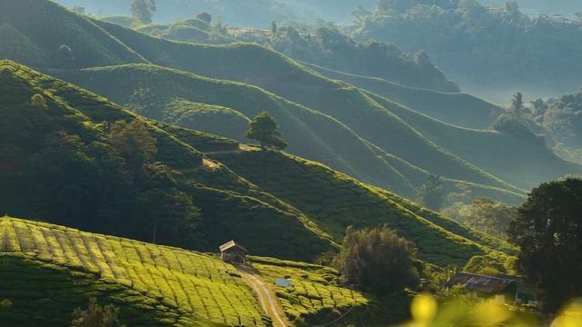 Коллекция изысканых чаёв на каждый день от GreenWay: Teavitall Anyday смотреть онлайн