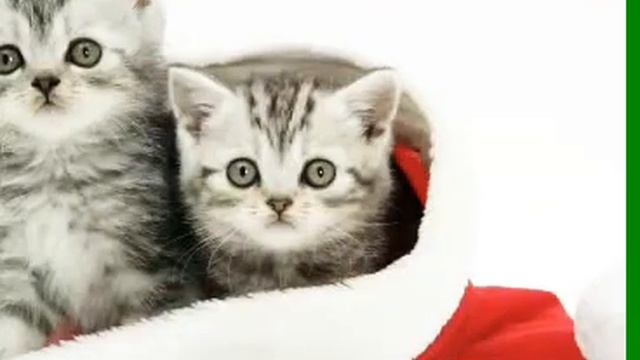 Новогодний клип животных!!! 2019 год! Праздник #2019 #НовыйГод смотреть онлайн