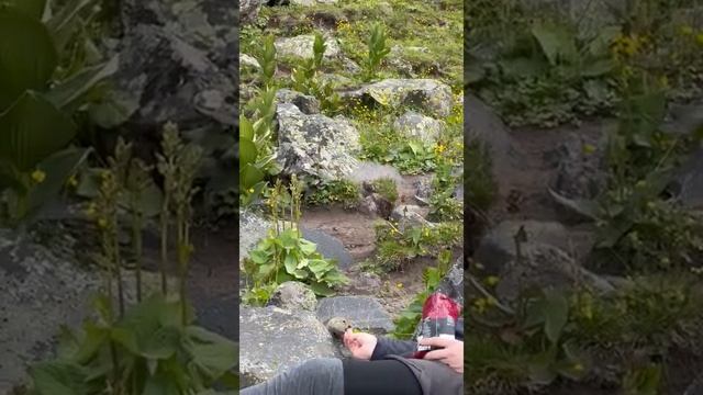 Парень с рук кормит суслика в Джилы-Су смотреть онлайн