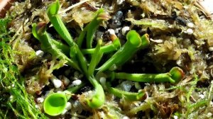 Гелиамфора. Heliamphora. Содержание и уход. Насекомоядное растение.