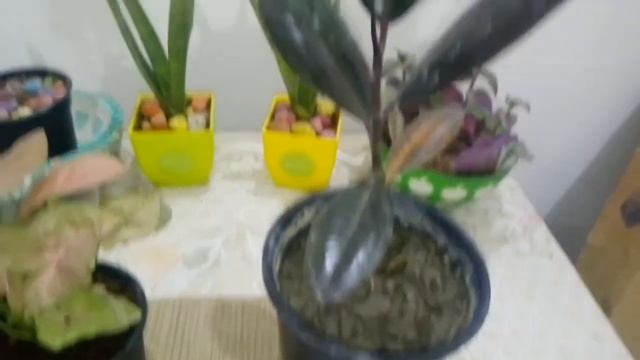#knowyourplant Bought costly plant in cheap rate from flowers exhibition... смотреть онлайн