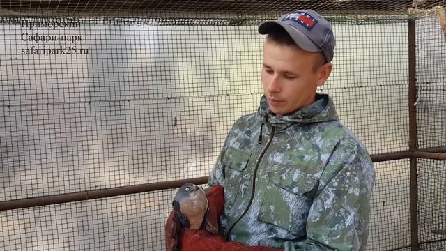 КОРОТКОПАЛЫЙ ЯСТРЕБ смотреть онлайн