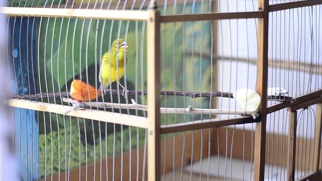 пение кенара канарейка .кенар зеленый пение/ singing singing kenara.kenar green смотреть онлайн