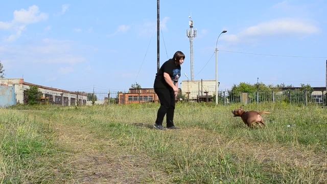 Игры с собакой | питбуль | амстафф | дрессировка собак смотреть онлайн