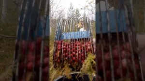 Собираем клюкву комбайном 10 литров за 40 мин