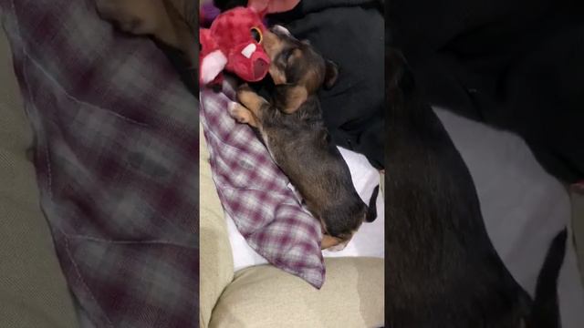 Щенок такса, возраст 3 недели смотреть онлайн