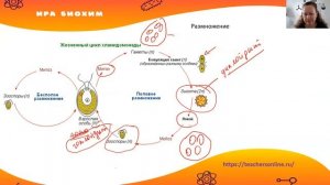 Водоросли. Строение водорослей. Размножение и применение.