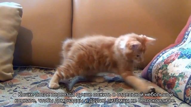 Как ухаживать за кошкой из приюта? смотреть онлайн