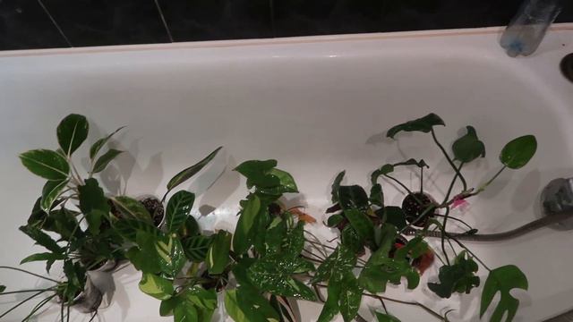 Дела цветочные /Пересадки, обработка смотреть онлайн