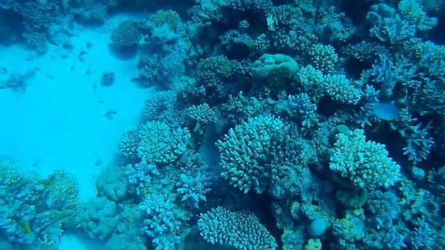 Coral Gardens Red Sea Hurghada смотреть онлайн