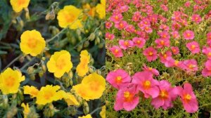 Красивые садовые цветы БЕЗ УХОДА! Неприхотливые засухоустойчивые растения для создания яркой клумбы