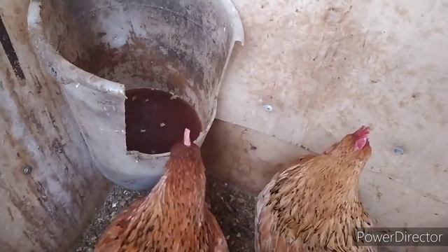 что я даю курам для крепкой скорлупы и крупного яйца! яйценоскость кур в домашних условиях смотреть онлайн