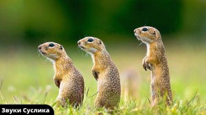 Суслик звуки и голоса какие издаёт | Звуки животных суслики