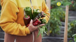 НОВИНКИ ЭТОГО СЕЗОНА – Семена Перца Сладкого