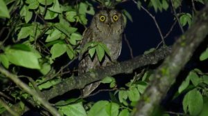 Голоса птиц. Сплюшка. (Eurasian scops owl song)
