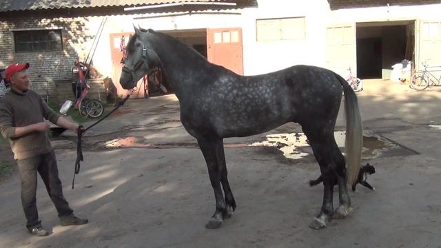 Продаётся орловский жеребец КРОКУС