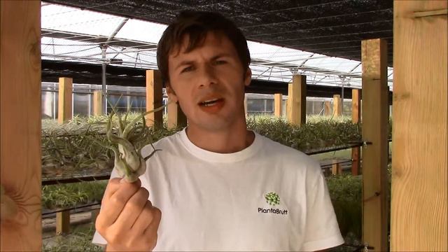 Tillandsia caput-medusae (Planta Brutt video 23) Deutsch смотреть онлайн