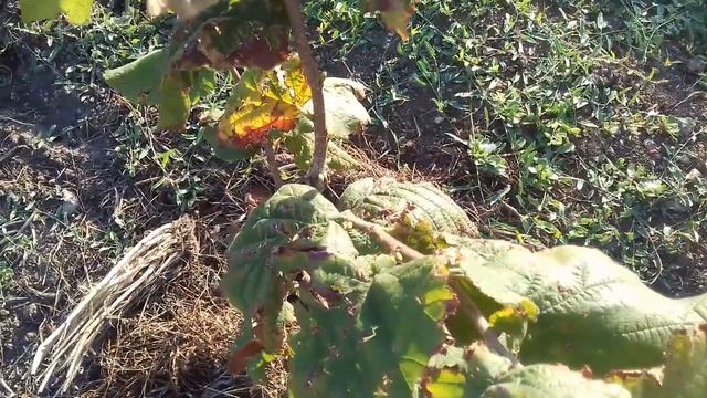 Фундук Трапезунд.Урожай,планограмма участка,степная засуха. смотреть онлайн