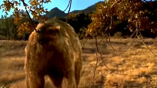 Доисторический мир древних животных. Смилодон. 2 обрезанная часть. смотреть онлайн