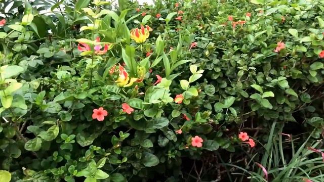 Barleria repens ( Coral creeper ) (Decembaralu ) смотреть онлайн