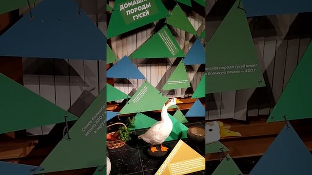 #Тулузский_гусь_больше_горьковского_холмогорского_гуся#музей_Дарвина#shorts#viral#video#like#news# смотреть онлайн