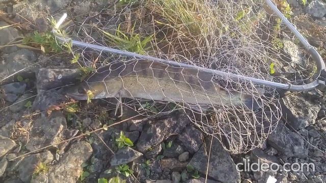 Волчихинское водохранилище. Шестая серия. Остров Коровий. Утренняя рыбалка. смотреть онлайн