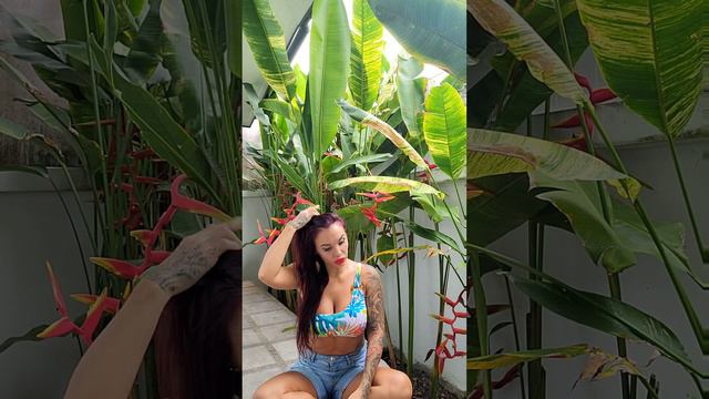 #16. Які умови для рослин використовують Тайці. Причини утворення варьєгатності у природі. ч.2 смотреть онлайн