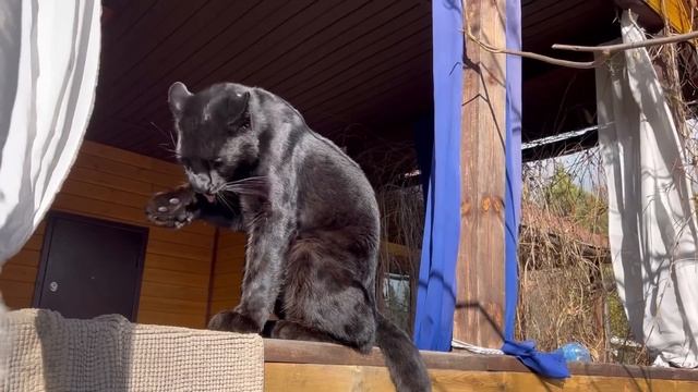 How Panther Luna recovers ❤️??? смотреть онлайн