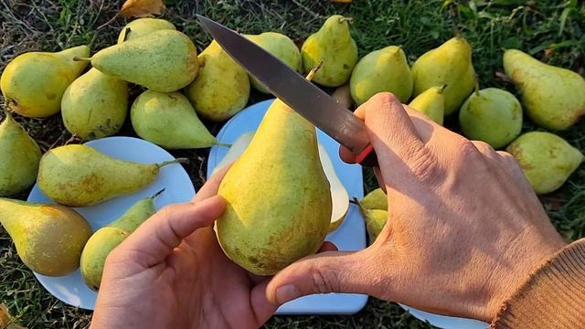 Груша Конференция смотреть онлайн